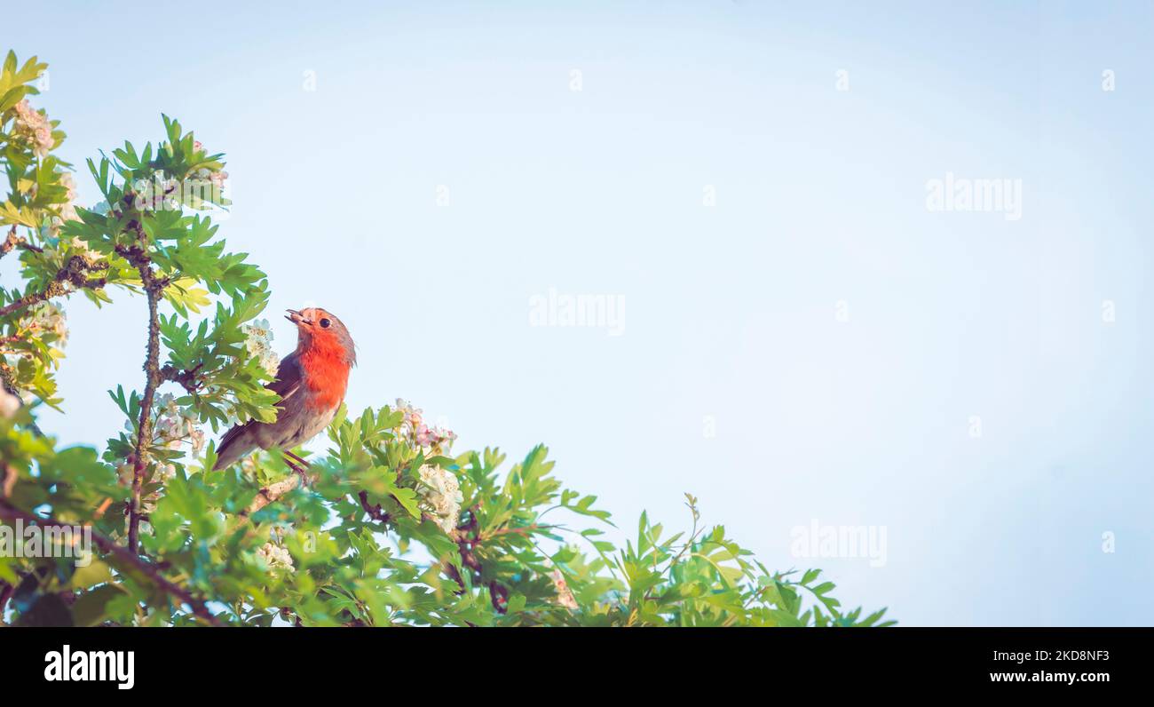 European robin with food in its beak, sitting in a hawthorn tree on its way to a nest. UK garden birds. Stock Photo