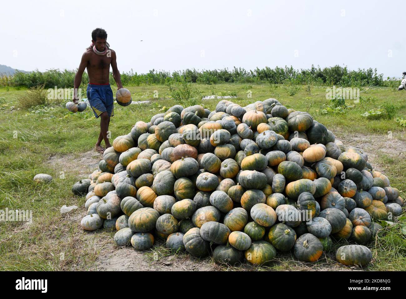 An Indian farmer harvest pumpkins at at Chanaka village in Morigaon district in Assam ,india on April 29,2022. (Photo by Anuwar Hazarika/NurPhoto) Stock Photo