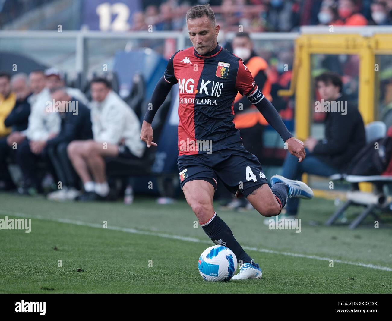 Genoa, Italy. 30 April 2022. Leo Ostigard of Genoa CFC in action during the  Serie A football match between UC Sampdoria and Genoa CFC. Credit: Nicolò  Campo/Alamy Live News Stock Photo - Alamy