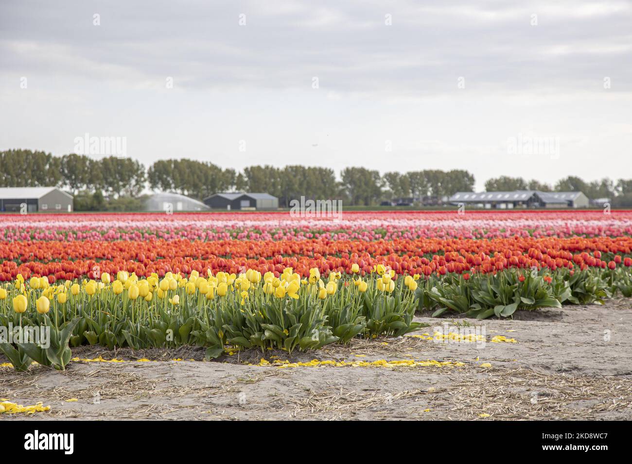 Dutch Spring Farming Magic Dutch spring season with the bulbs of Tulip flowers blossoming in ...