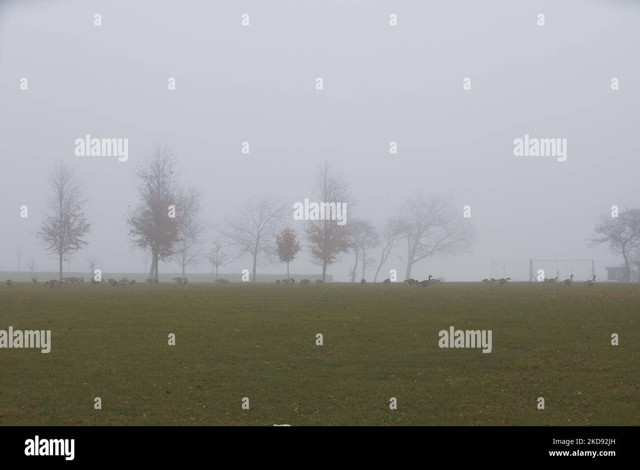 The trees in a field on a foggy day Stock Photo - Alamy