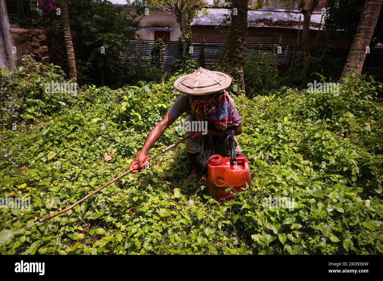Liver kidney hires stock photography and images Alamy