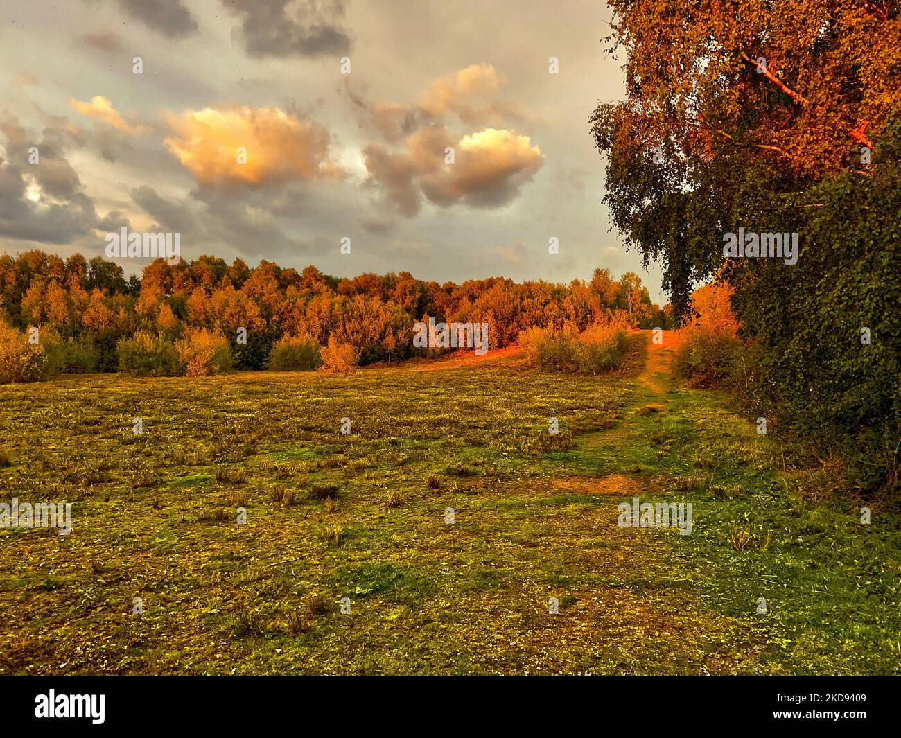 A grass landscape with trees in fall and cloudy sky Stock Photo - Alamy
