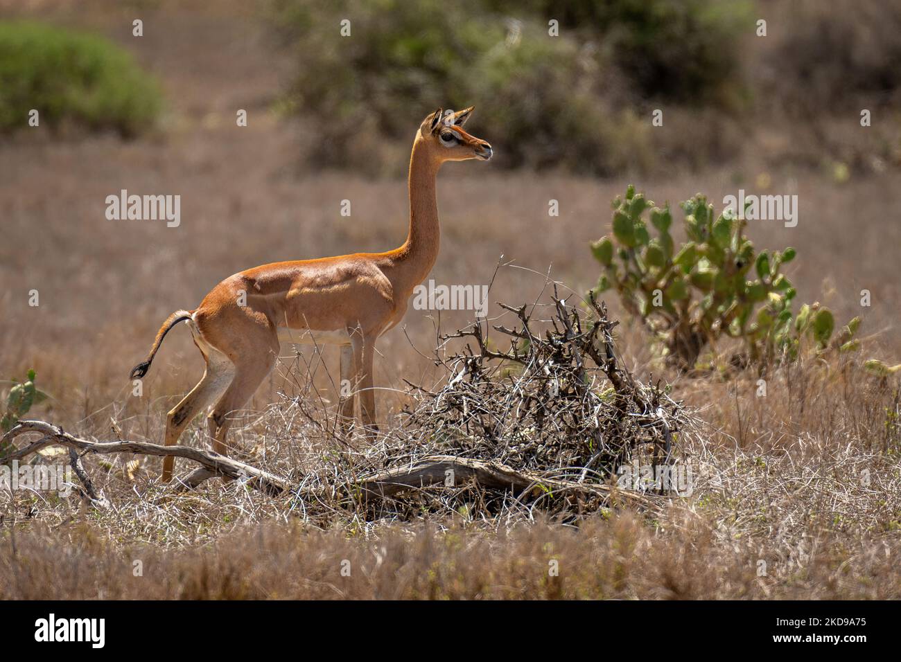 Standing gazelle in plain hi-res stock photography and images - Alamy