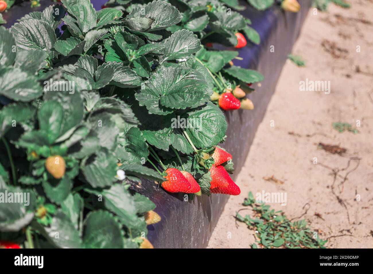 Fresh red strawberry bushes growing in the farm Stock Photo - Alamy