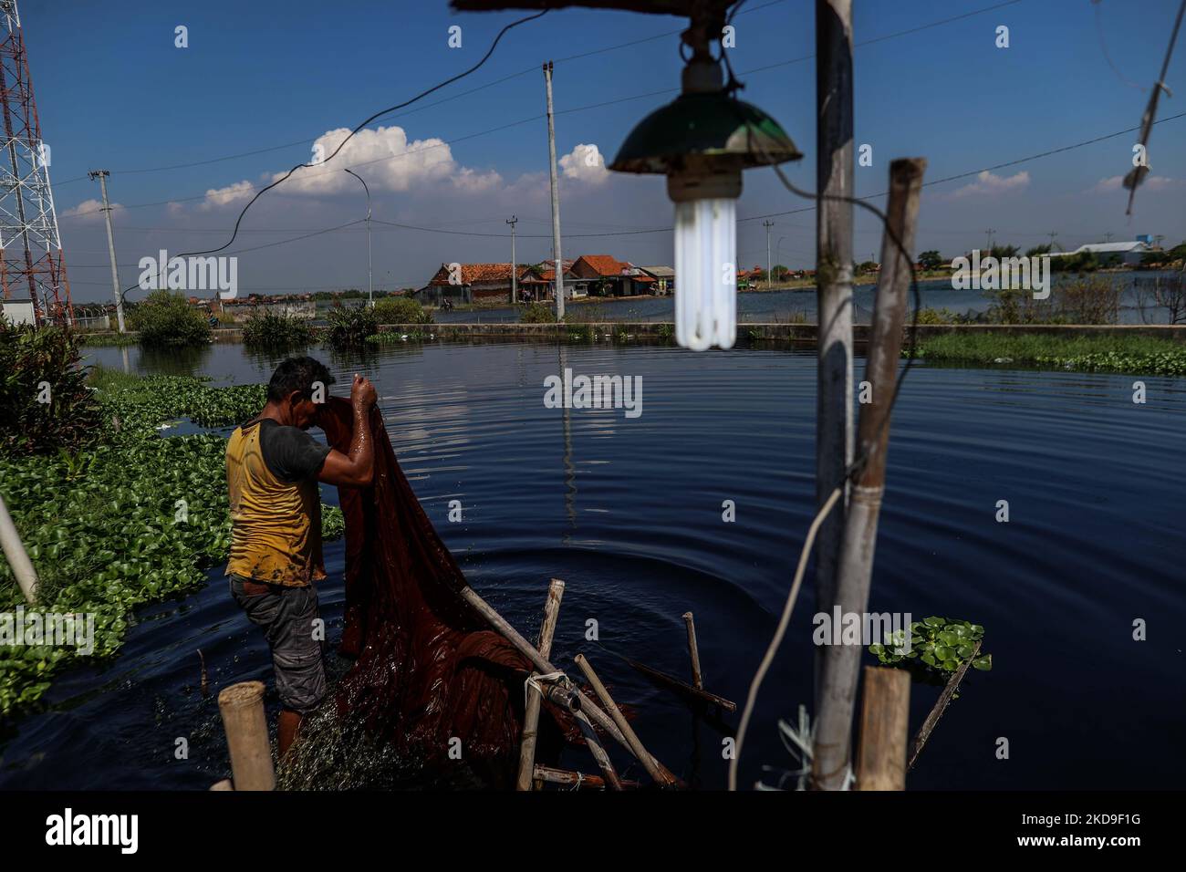 A man washes batik cloth at a polluted river in Pekalongan slum, Central Java, Indonesia, on June 5, 2021. An area in which almost every available space is used for batik production, with a high level of poverty, vulnerable to both rising sea levels and high river peak flows. They hangs and washes at a polluted river for process traditional Javanese textile called Batik. Batik is a traditional Indonesian method of using wax to resist water-based dyes to depict patterns and drawings on fabric. At the heart of the problem is Pekalongan’s overreliance on groundwater, groundwater is also essential Stock Photo