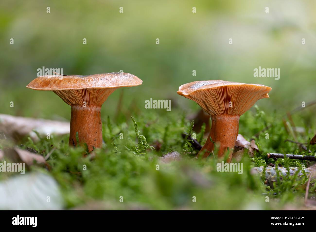 Two young false saffron milkcap mushrooms (Lactarius deterrimus) in ...
