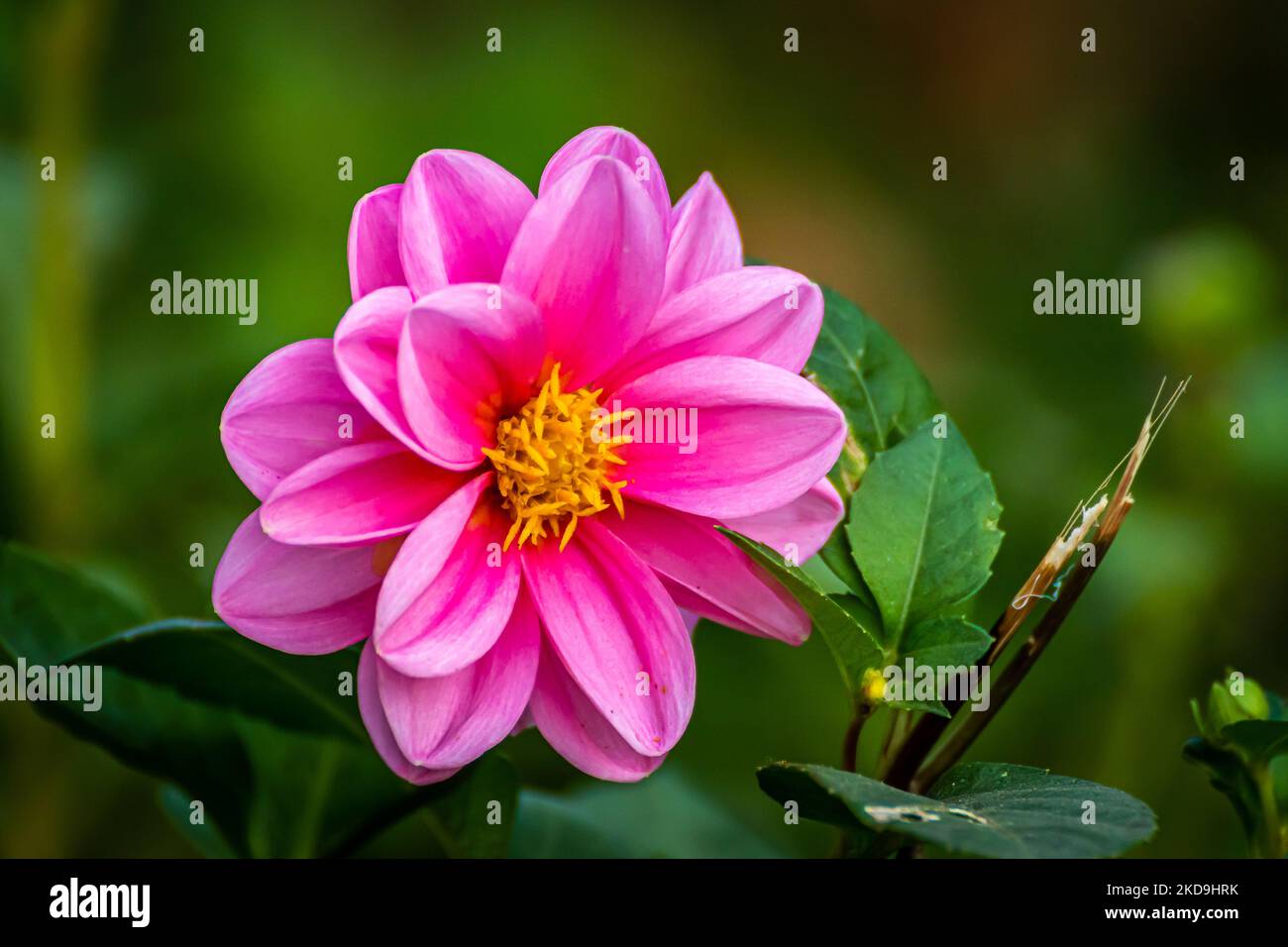Beautiful dahlia pinnata flower hi-res stock photography and images - Alamy