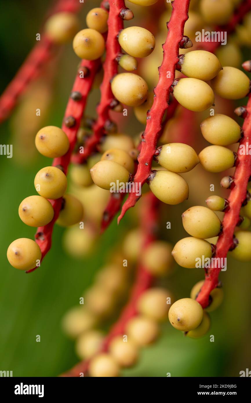 A vertical closeup of a Ivory Cane Palm (Pinanga coronata) plant on a green background Stock Photo
