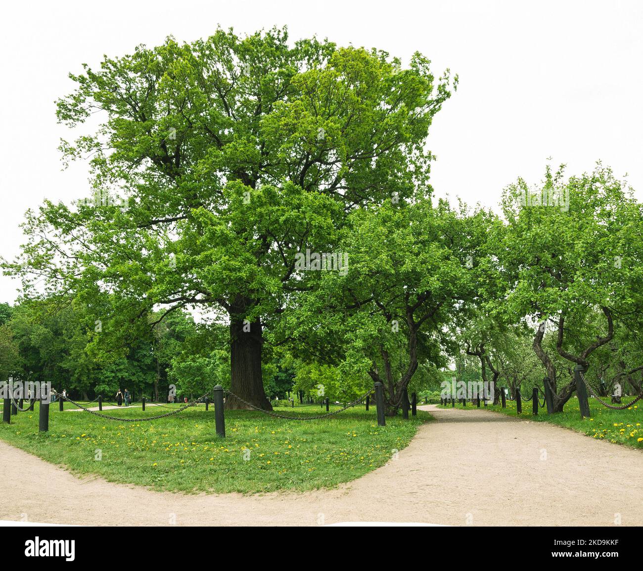 Oak tree in urban parkland Stock Photo