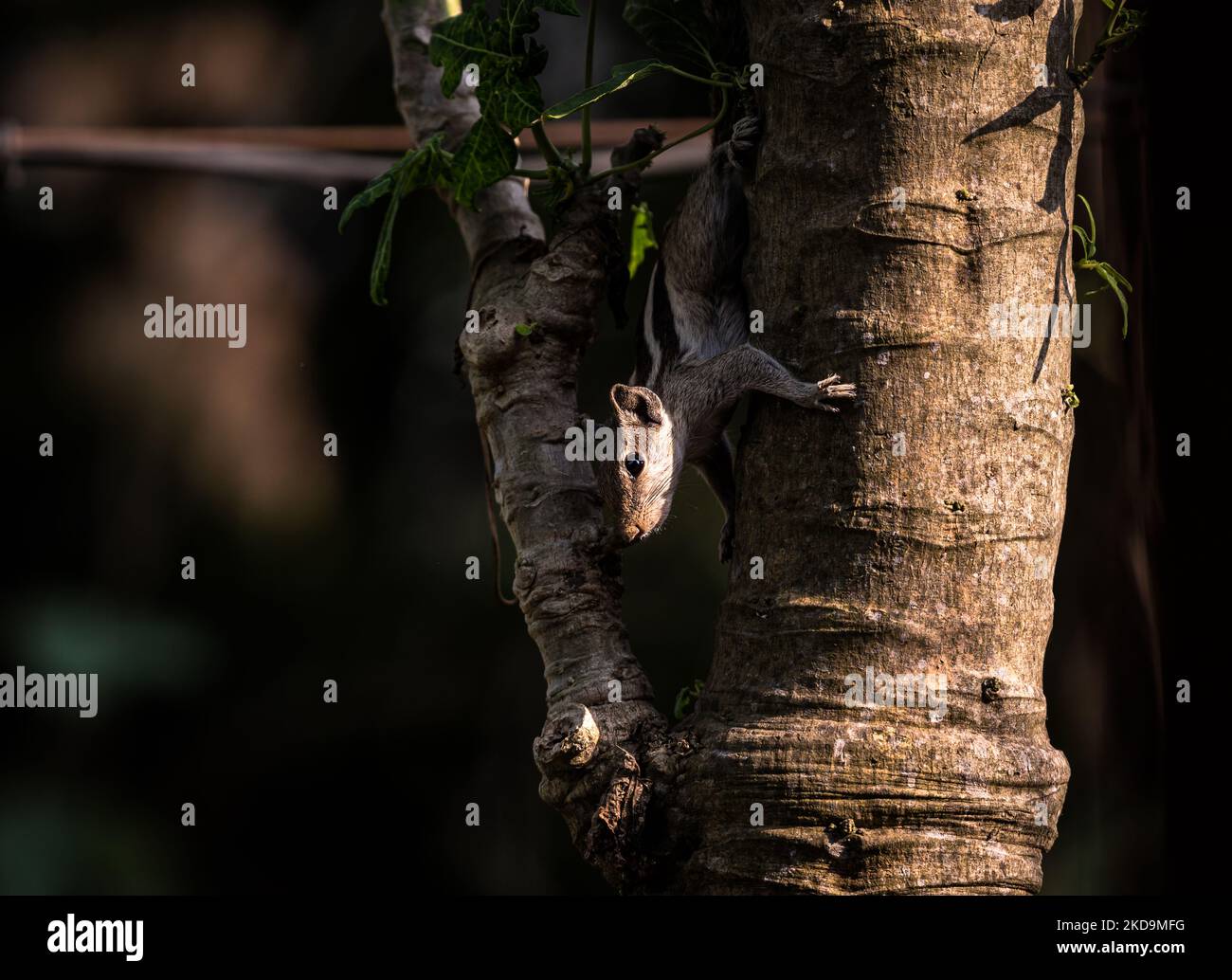 The hungry northern palm squirrel (Funambulus pennantii) also called