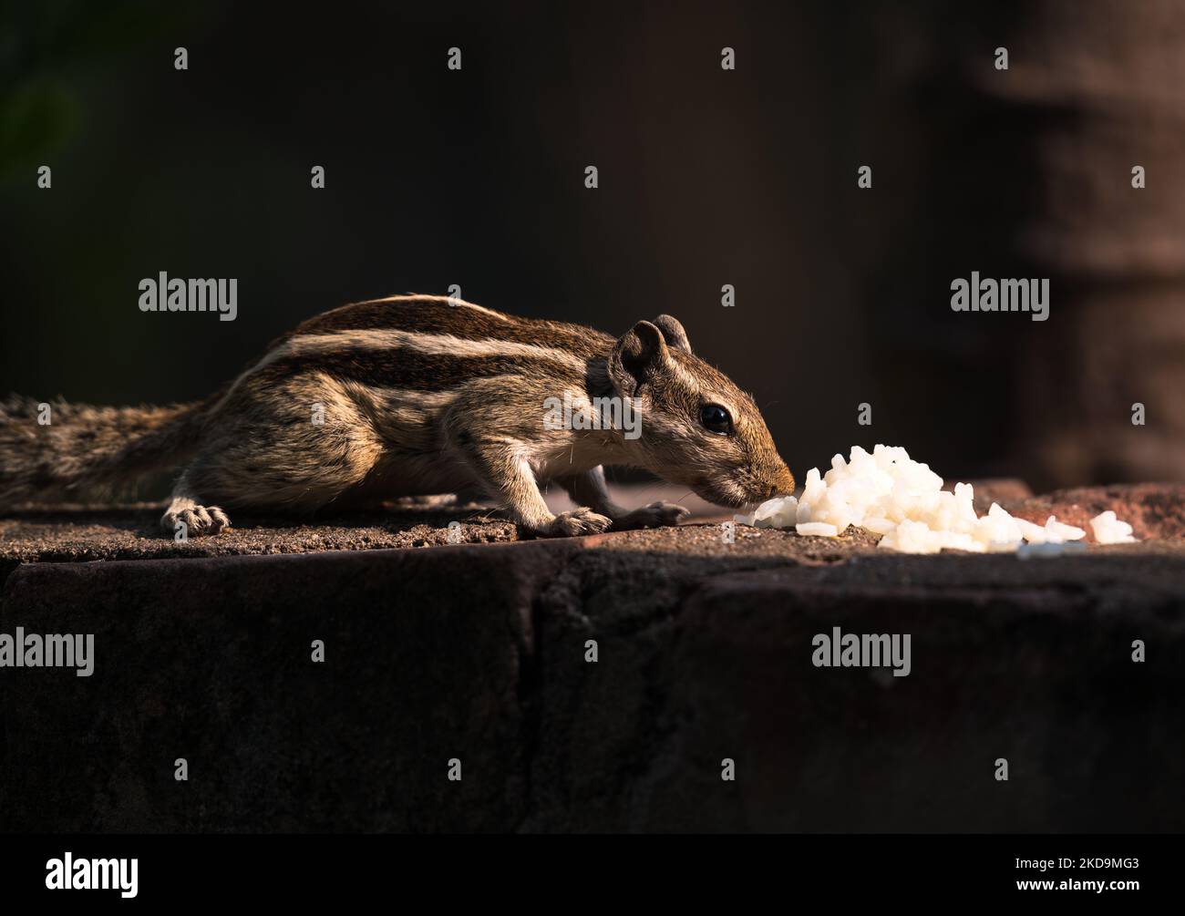 Hungry northern palm squirrel hires stock photography and images Alamy