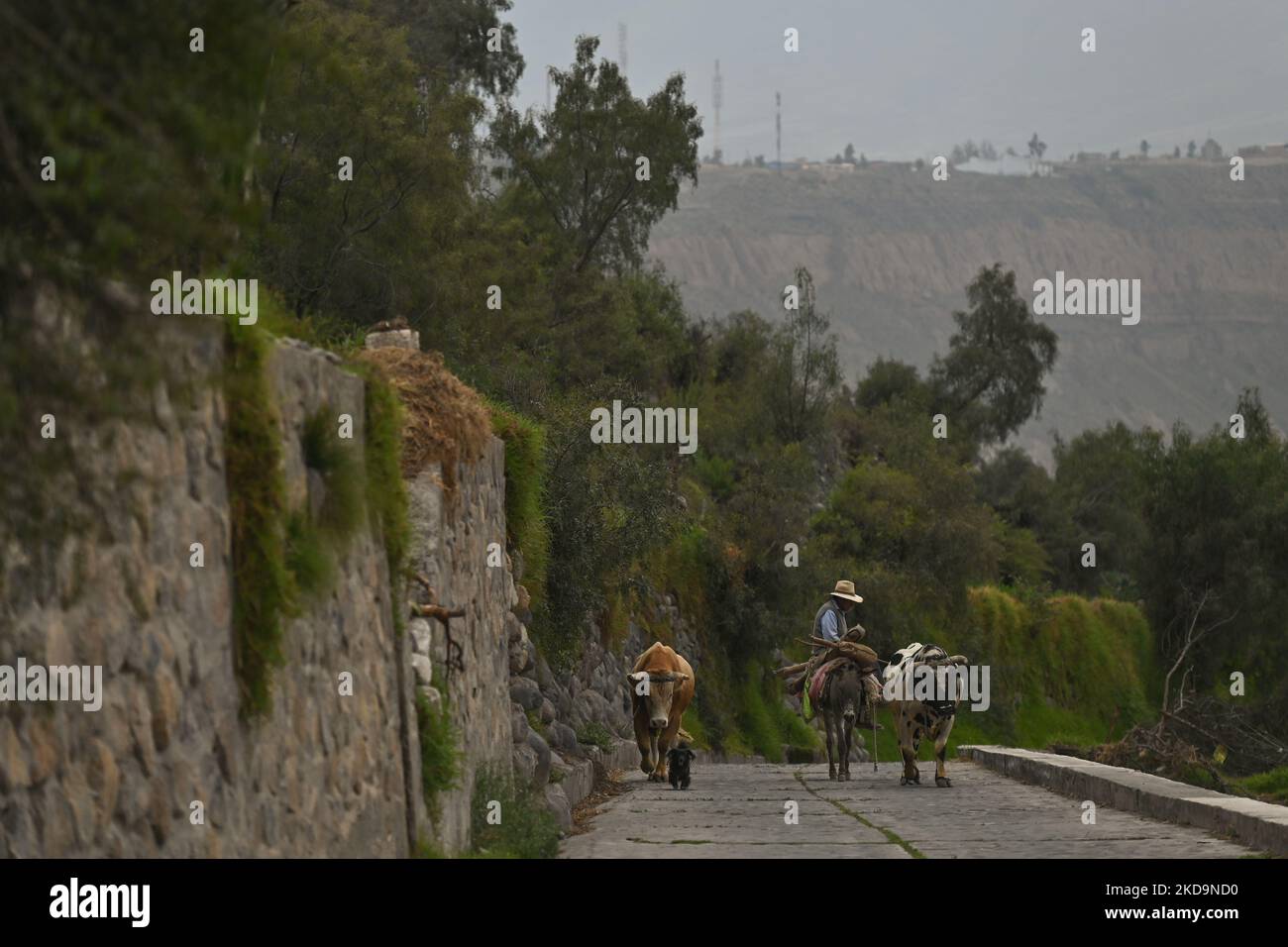 Selva chilena hi-res stock photography and images - Alamy