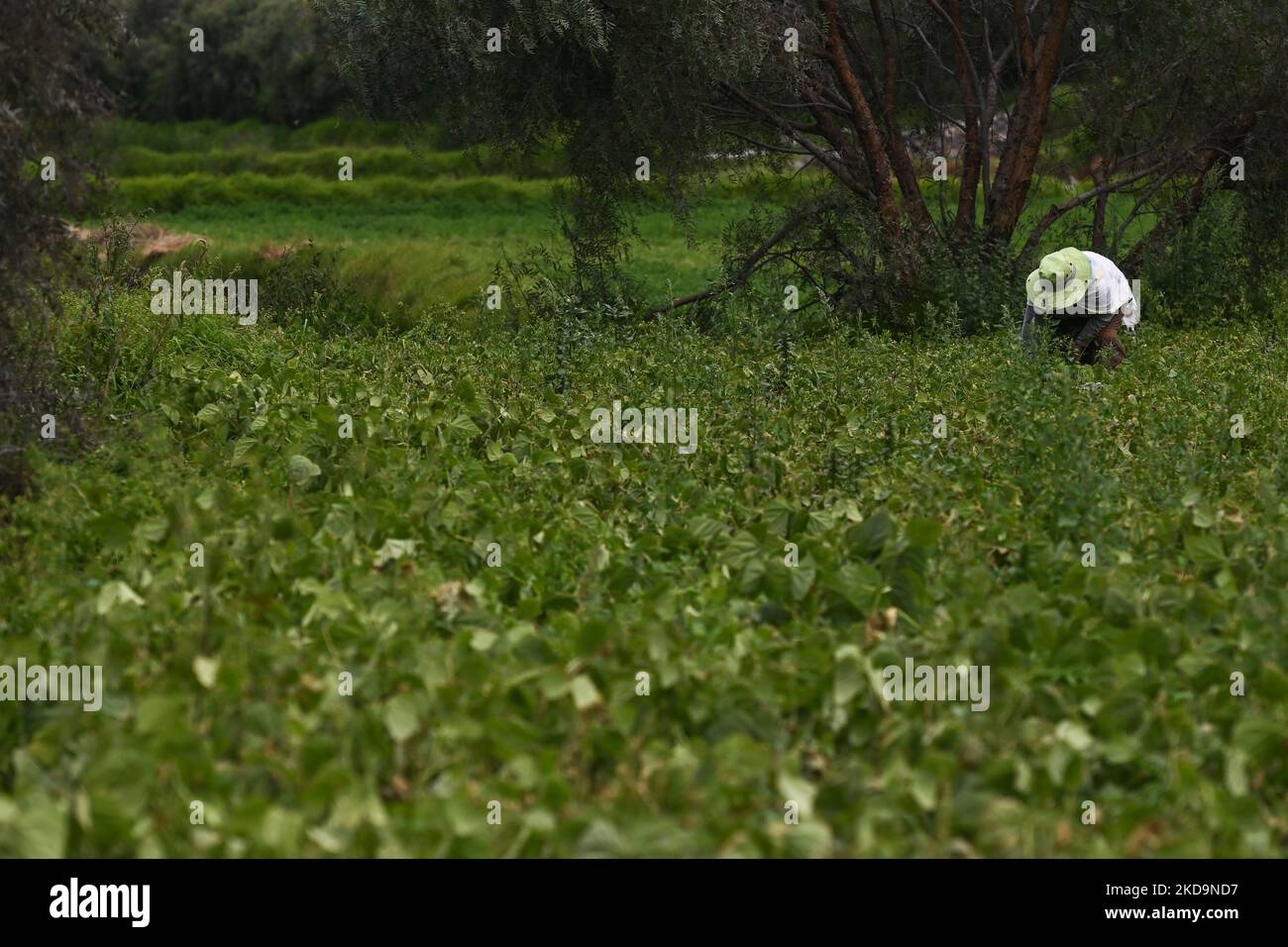 Selva chilena hi-res stock photography and images - Alamy