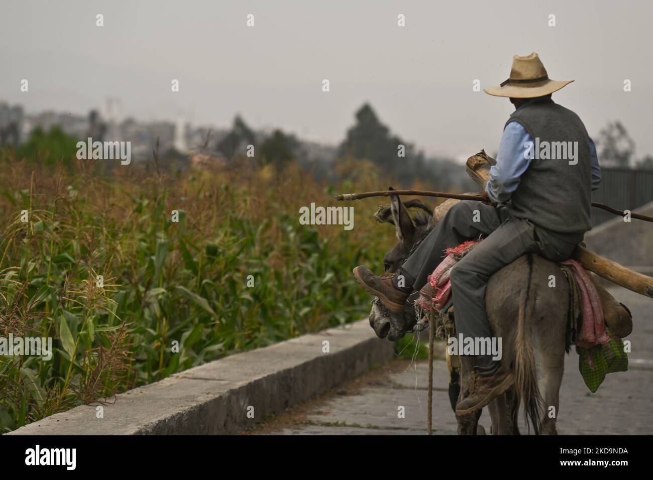 Selva chilena hi-res stock photography and images - Alamy