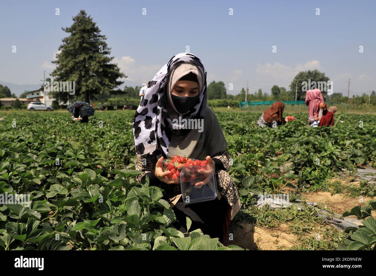 Students harvest strawberries as a part of their practicals at an