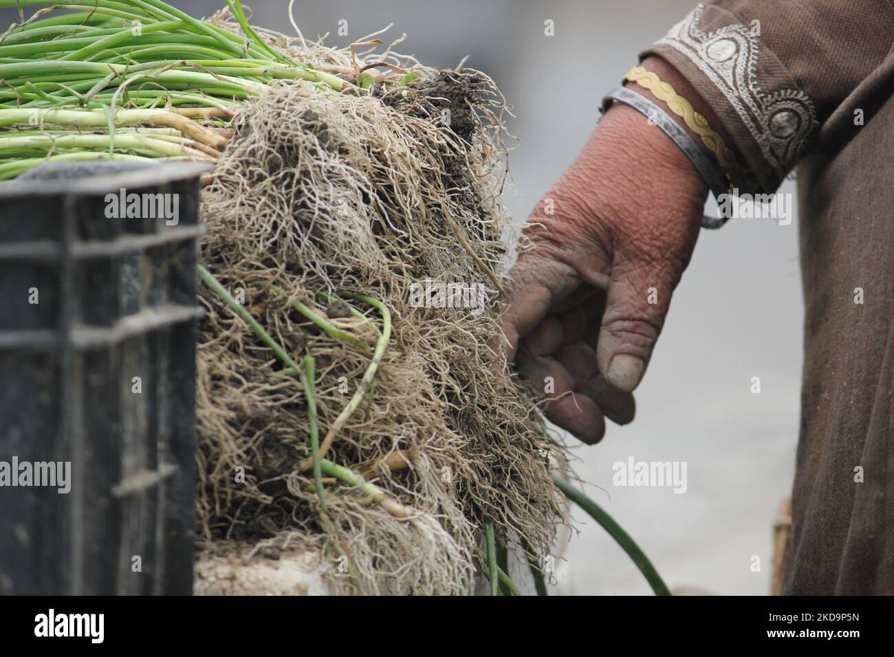 A woman touching onion plant roots which she has put on sale for farmers during a chilly winter day in Srinagar Jammu & Kashmir.. Stock Photo