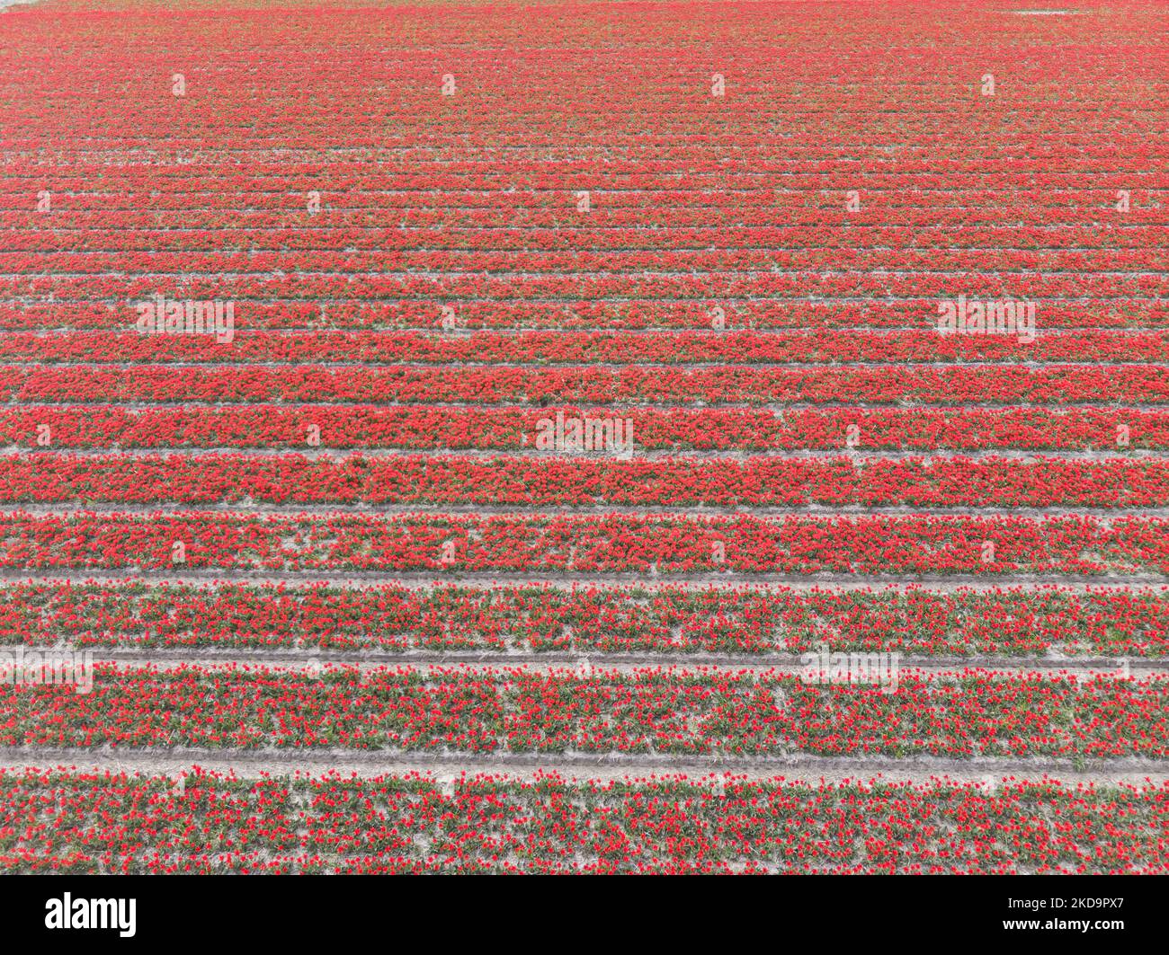 Aerial panoramic view from a drone of the iconic magical Dutch tulips fields during the spring season. Magic Dutch spring season with the bulbs of Tulip flowers blossoming in the colorful fields of red, white, orange, yellow and other colors in addition to blue and purple hyacinths, yellow and white Daffodil, Narcissus plants. The location of the specific fields is near Lisse close to Amsterdam. The Netherlands is exporting flowers, the Dutch agricultural exports are growing and topped 100bn euro in 2021, the most traded export products were flowers, plants, bulbs, and tree nursery products. T Stock Photo