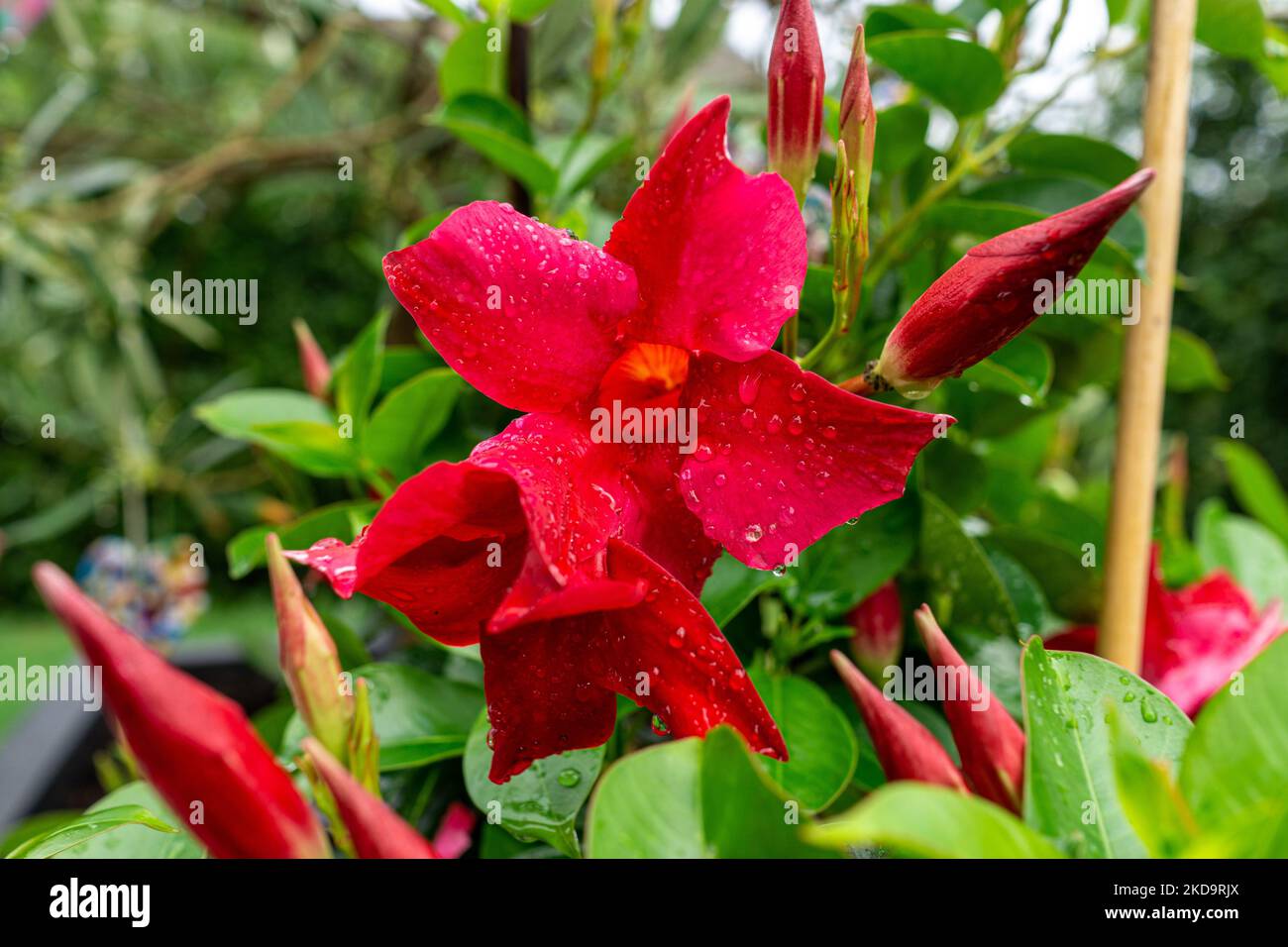 A shallow focus shot of water drops on Brazilian jasmine flowers that blooming in the garden with blur background Stock Photo