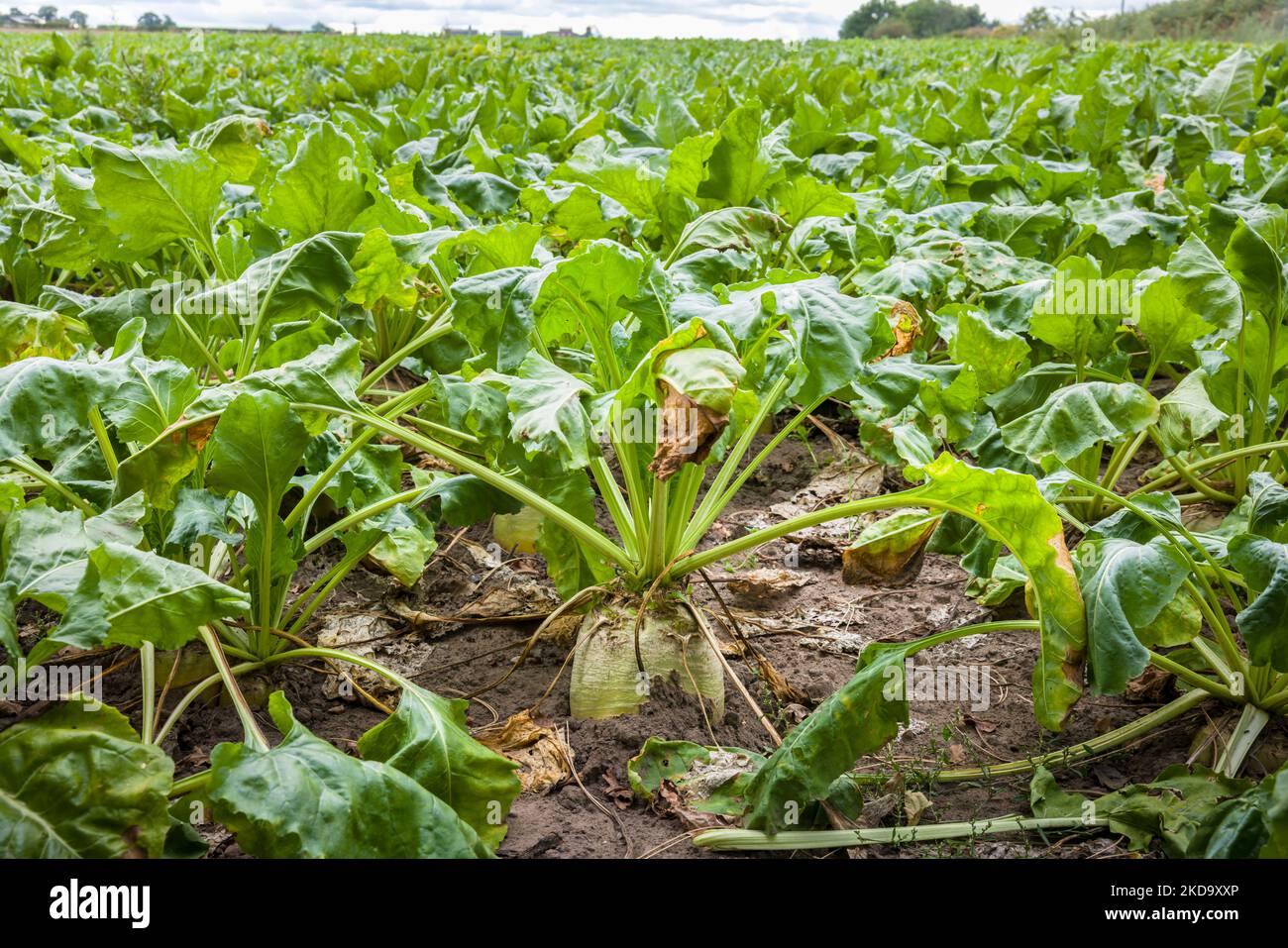 Sugar beet vegetables growing in a field on farmland in Yorkshire, UK
