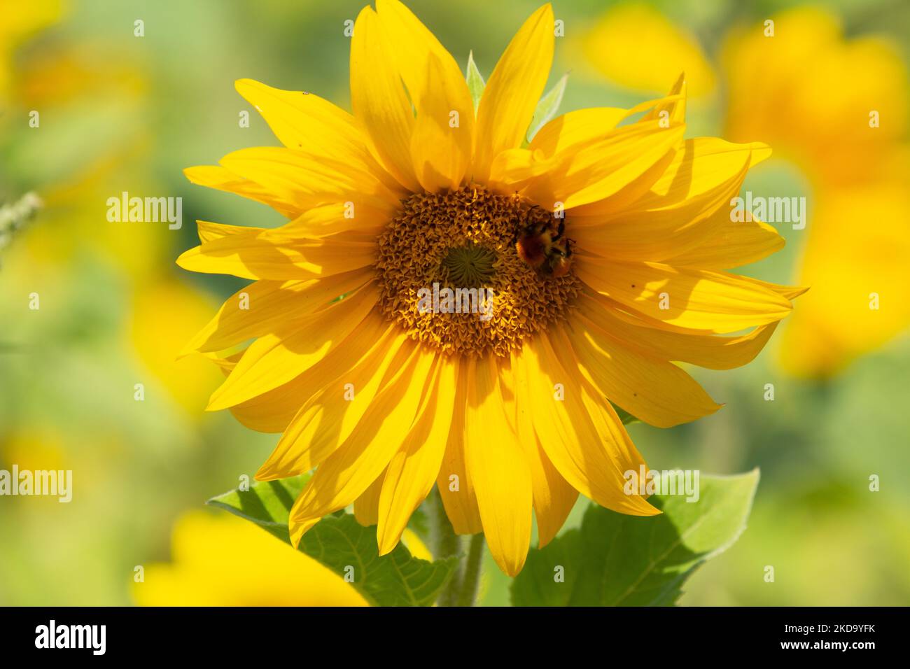 A closeup of bumble bee sipping nectar from sunflower Stock Photo