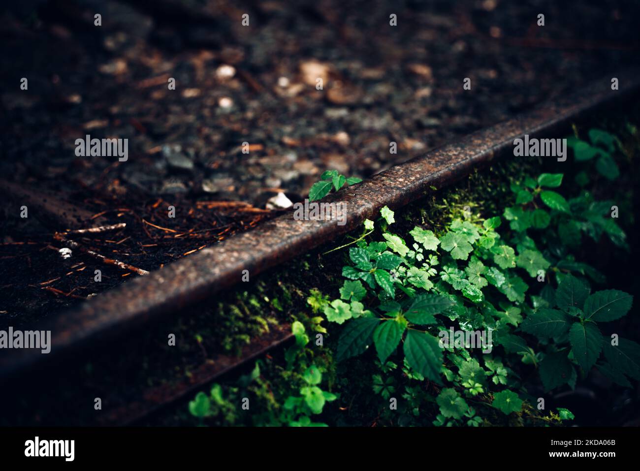 Railroad tracks overgrown hi-res stock photography and images - Alamy
