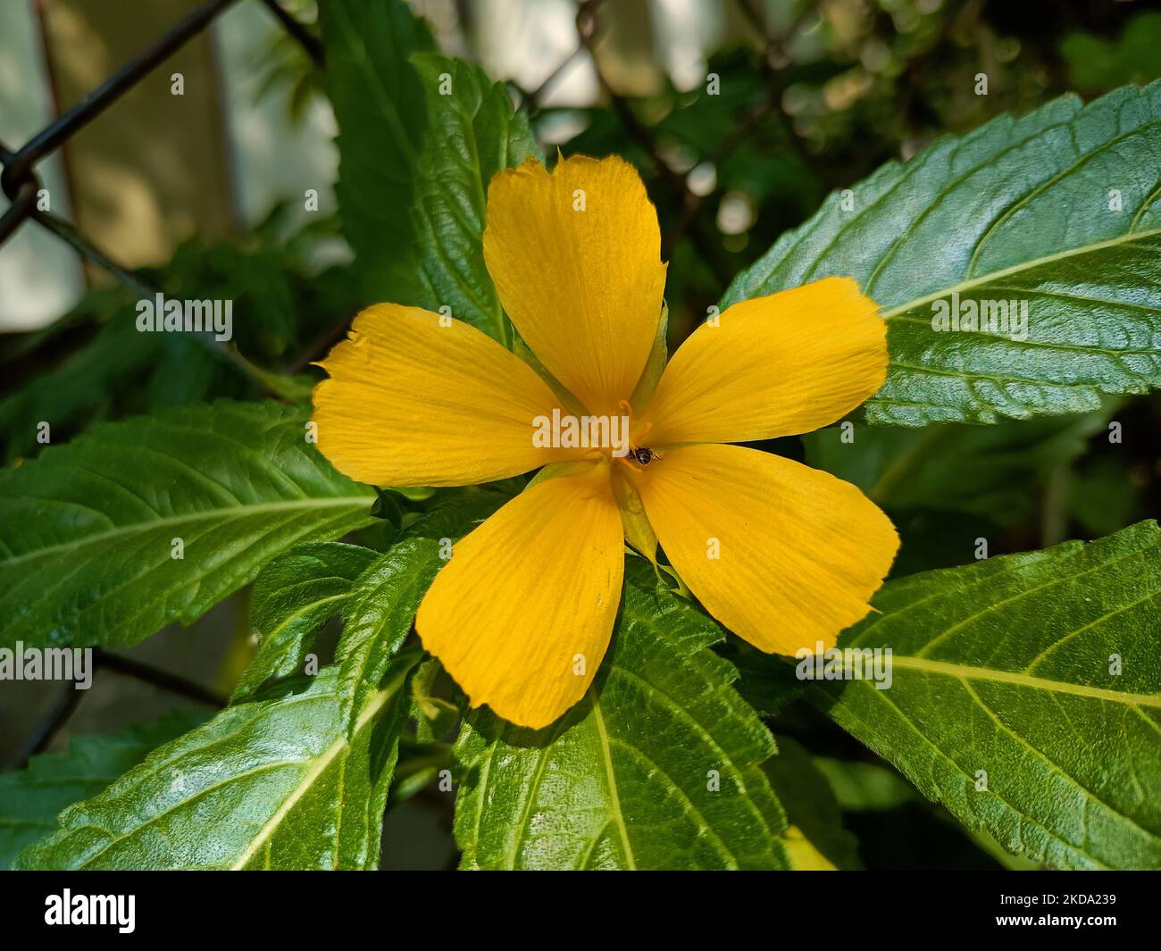 A closeup of blooming yellow Turnera diffusa with green leaves Stock Photo