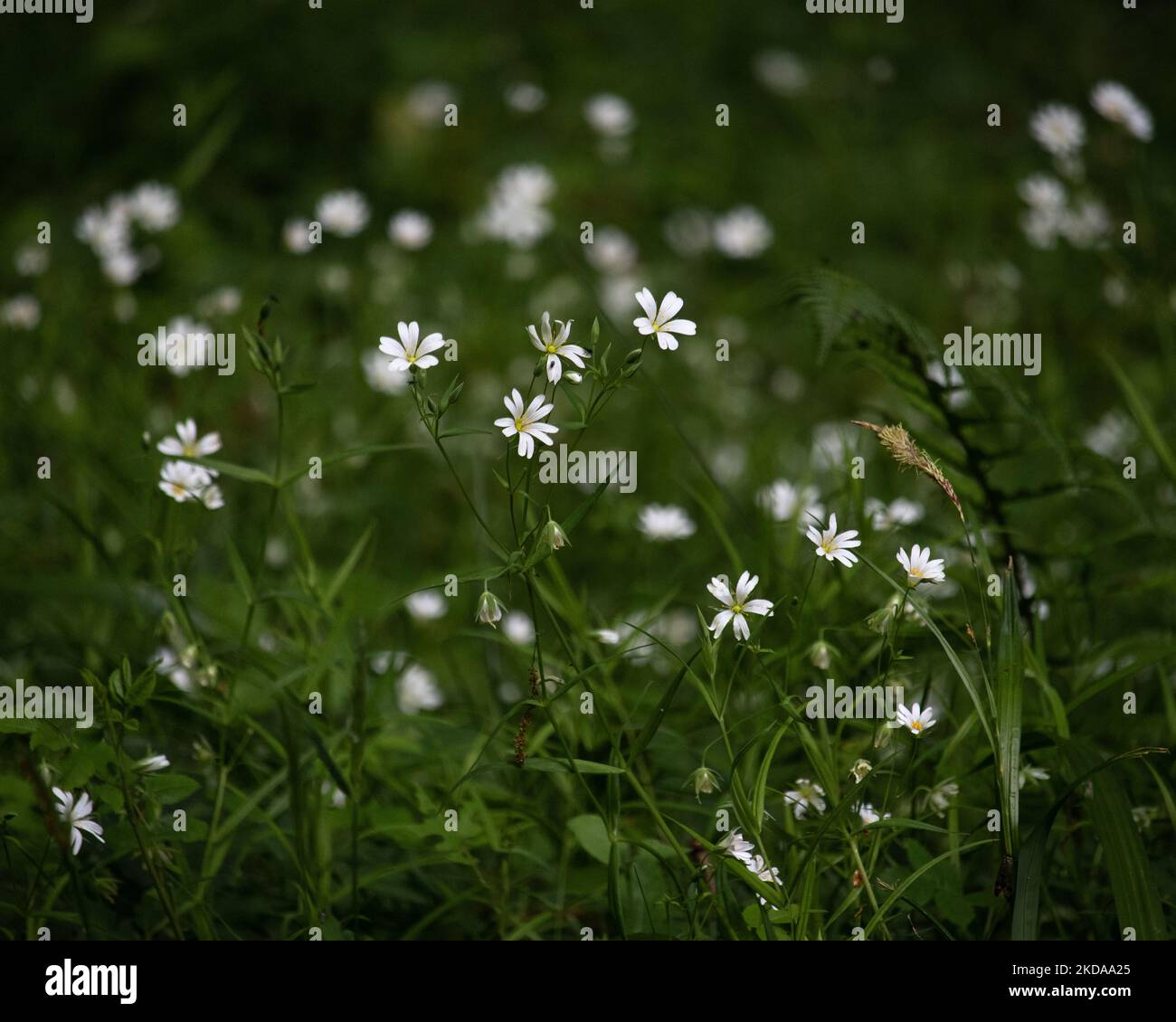 The little white flowers in a green field Stock Photo Alamy