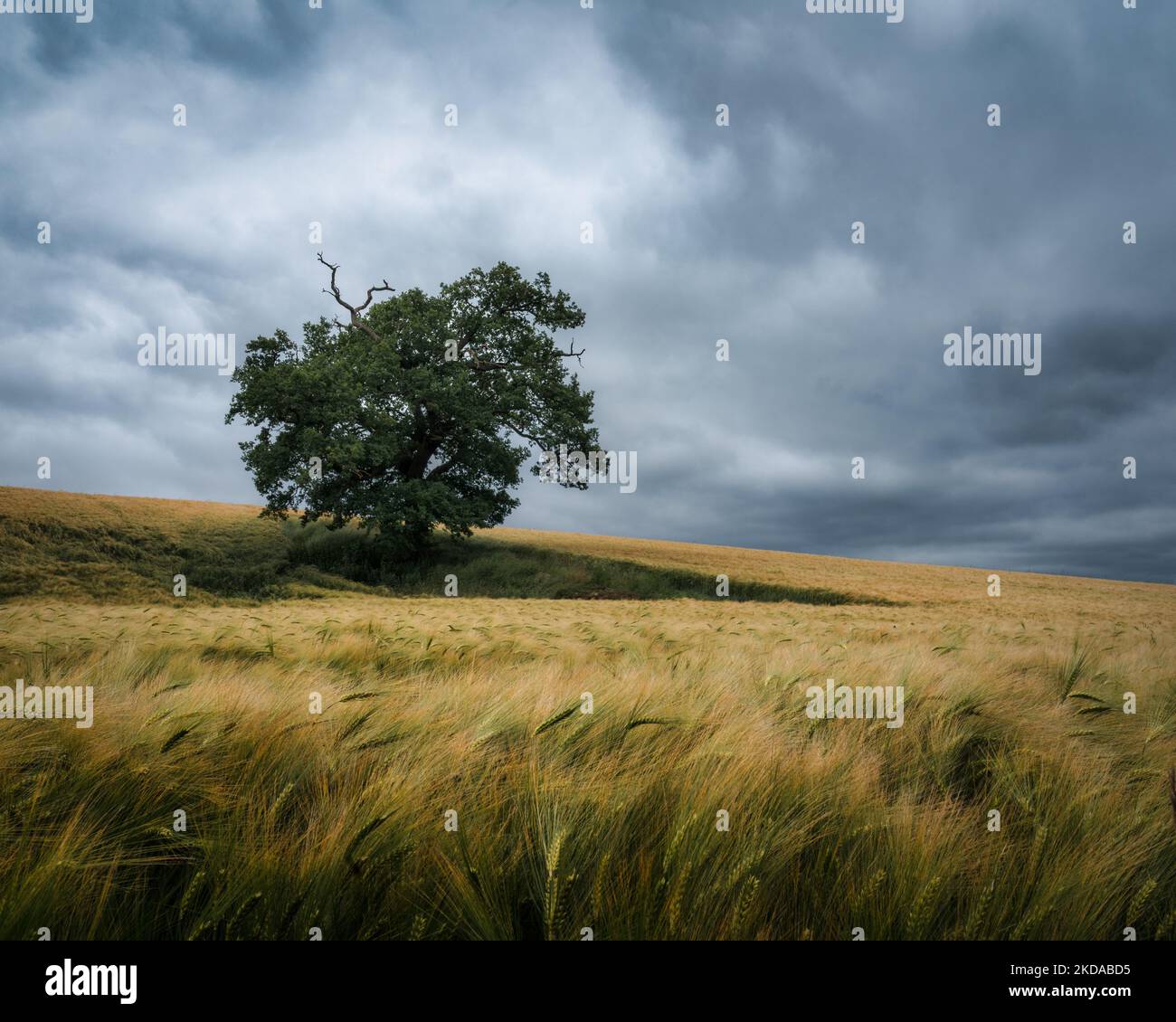 A green tree in a green field under cloudy sky Stock Photo - Alamy