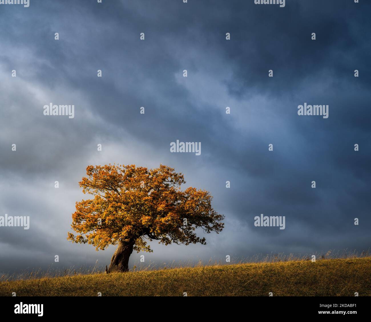 A green tree in a green field under cloudy sky Stock Photo - Alamy