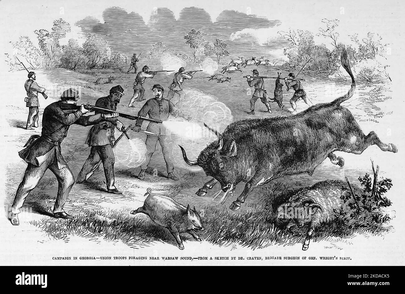 Campaign in Georgia - Union troops foraging near Warsaw Sound. November 1862. 19th century American Civil War illustration from Frank Leslie's Illustrated Newspaper Stock Photo