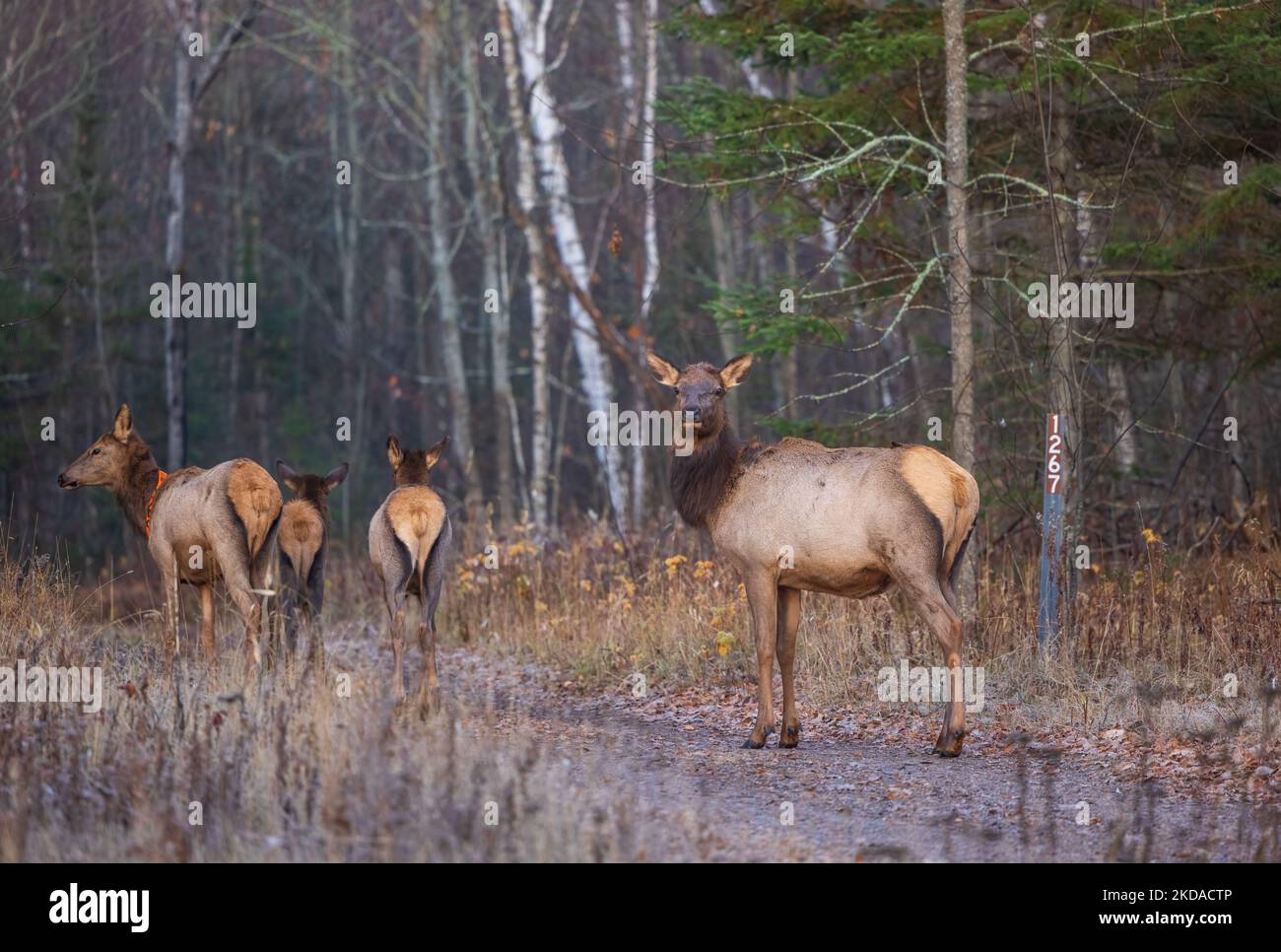 Elk in Clam Lake, Wisconsin. Stock Photo