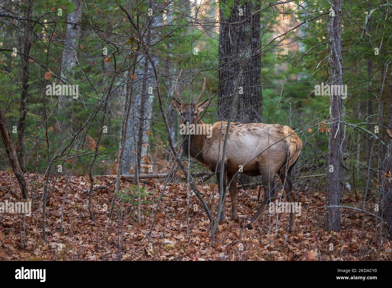 Bull elk in Clam Lake, Wisconsin Stock Photo Alamy