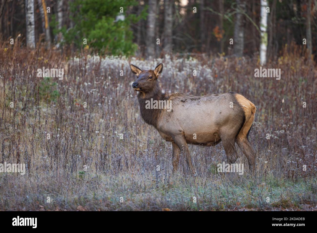 Elk in Clam Lake, Wisconsin Stock Photo Alamy