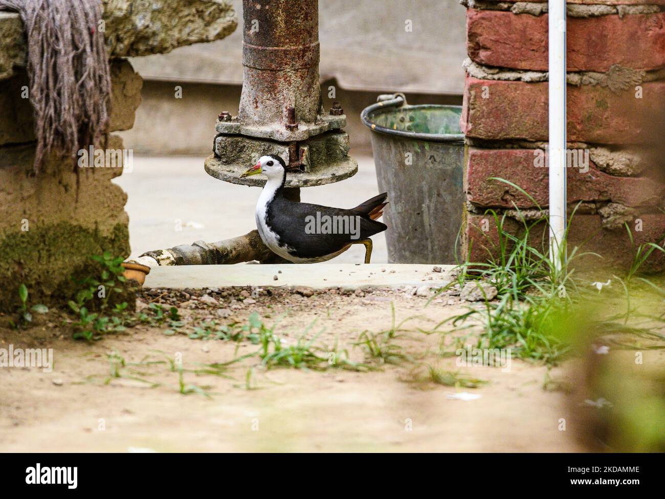 Pakhi hi-res stock photography and images - Alamy
