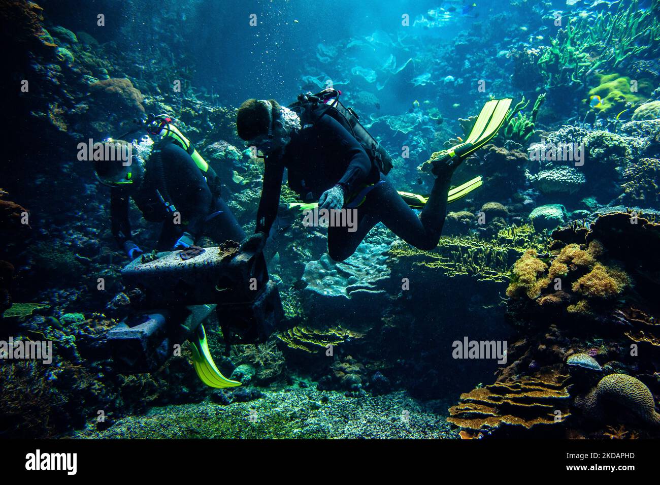 Two divers are placing an environmentally-friendly artificial reef created by the company 'Reefy' at the bottom of the aquarium, in the Burgers' Zoo in Arnhem, on May 23rd, 2022. (Photo by Romy Arroyo Fernandez/NurPhoto) Stock Photo