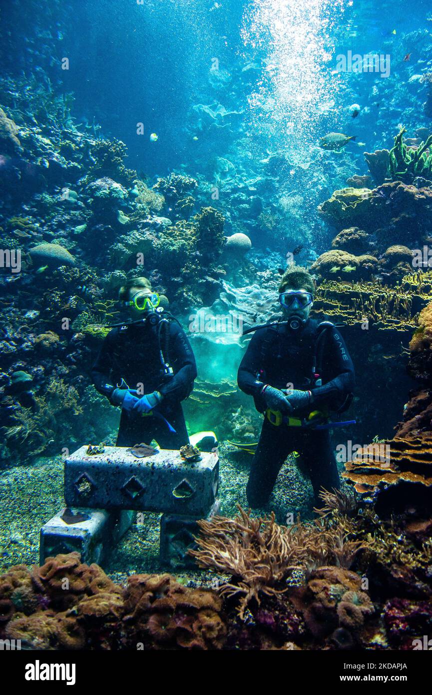 Two divers are placing an environmentally-friendly artificial reef created by the company 'Reefy' at the bottom of the aquarium, in the Burgers' Zoo in Arnhem, on May 23rd, 2022. (Photo by Romy Arroyo Fernandez/NurPhoto) Stock Photo