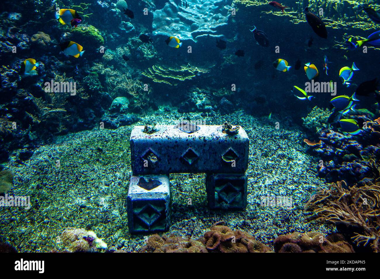 A view of the environmentally-friendly artificial reef created by the company 'Reefy' at the bottom of the aquarium, in the Burgers' Zoo in Arnhem, on May 23rd, 2022. (Photo by Romy Arroyo Fernandez/NurPhoto) Stock Photo