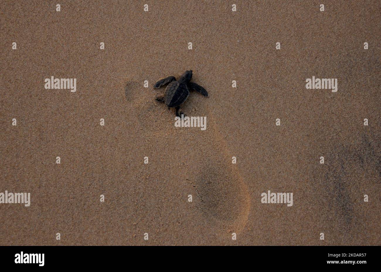 Baby Olive Ridley turtles are seen on the Rushikulya river mouth beach on the eastern coast of the Bay of bengal Sea as they are entering into the sea water on their mass hatching. (Photo by STR/NurPhoto) Stock Photo