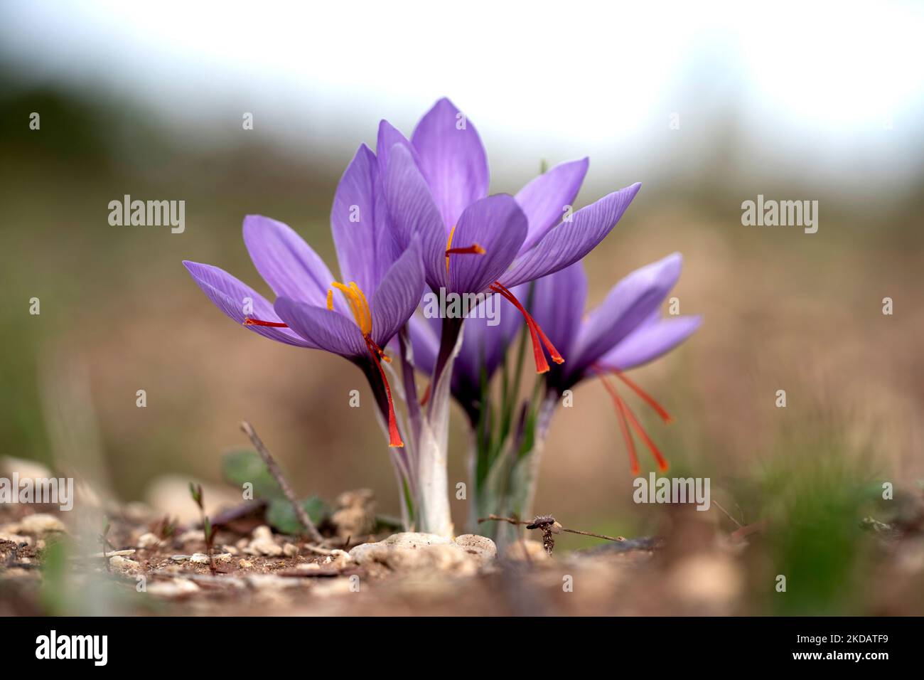 Closeup of Saffron flowers in a field. Crocus sativus, saffron crocus, delicate saffron petals. Saffron crocus flowers Stock Photo