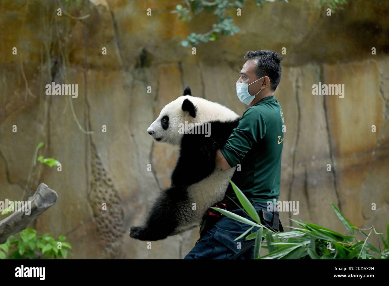 A Malaysian zoo keeper carries eleventh-month old female giant panda cub, Sheng Yi, inside the panda enclosure during a naming ceremony at the National Zoo in Kuala Lumpur on May 25, 2022. Sheng Yi is the third cub born to a pair of giant pandas in Malaysia, Xing Xing and Liang Liang. (Photo by Zahim Mohd/NurPhoto) Stock Photo