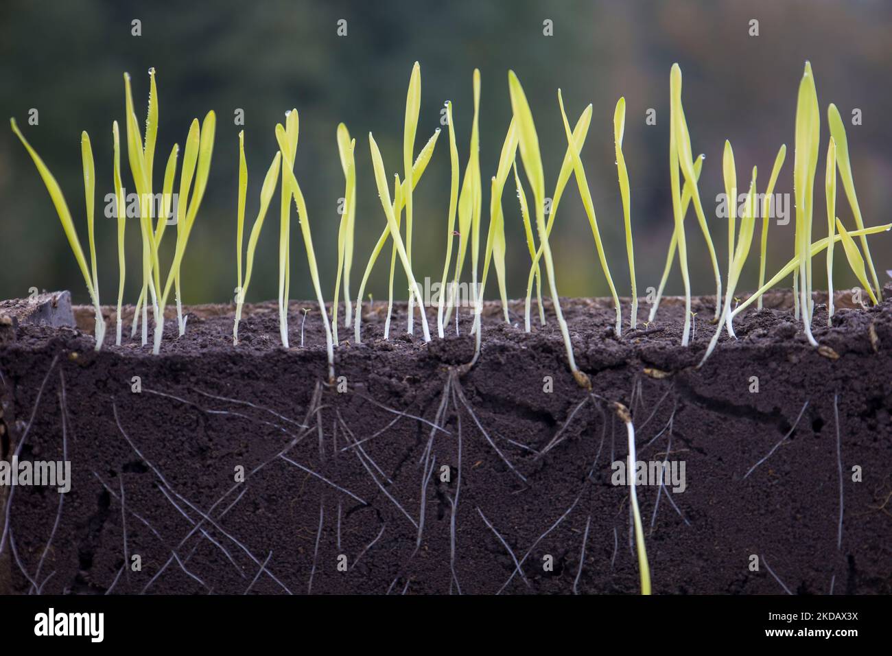 Sprouted shoots of barley and wheat in soil with roots. Blurred ...