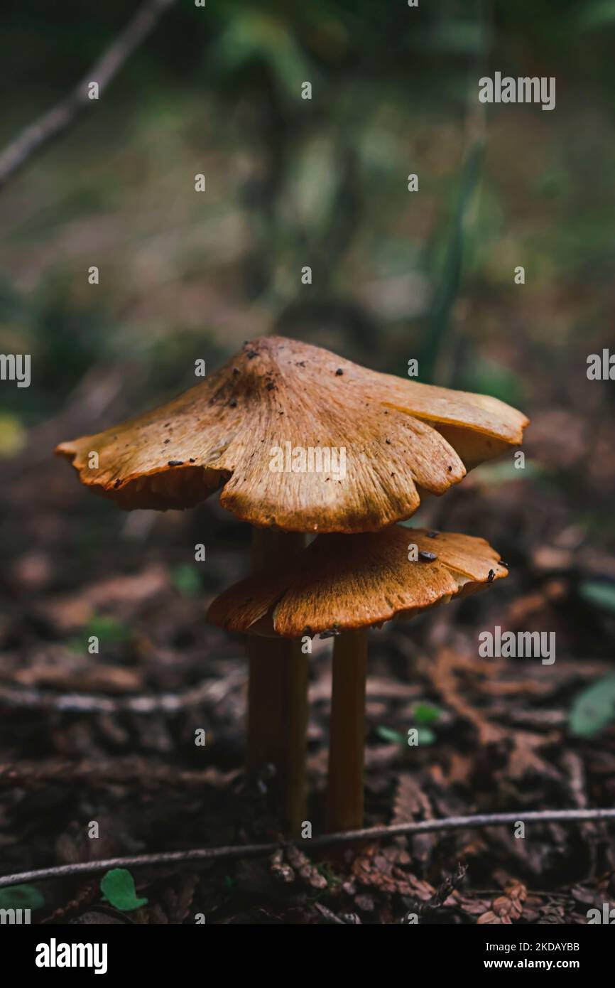 A vertical closeup shot of brown fungus growing on a forest floor Stock ...