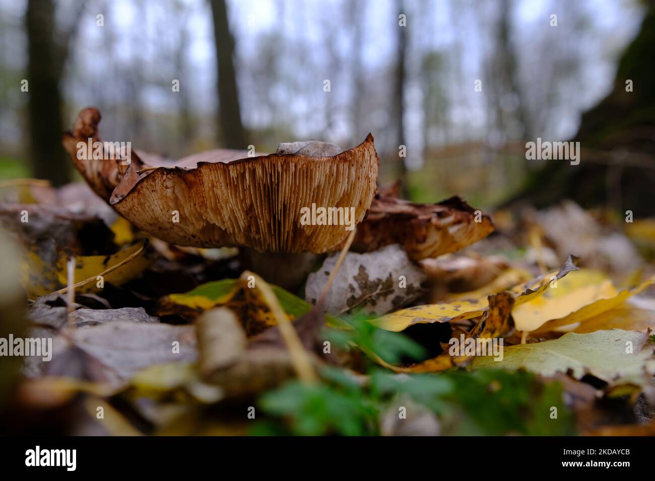 huge mushroom lepista nuda, also clitocybe nuda wood blewit mushroom in the autumn forest day. Mushroomer mushroom in the forest. Stock Photo