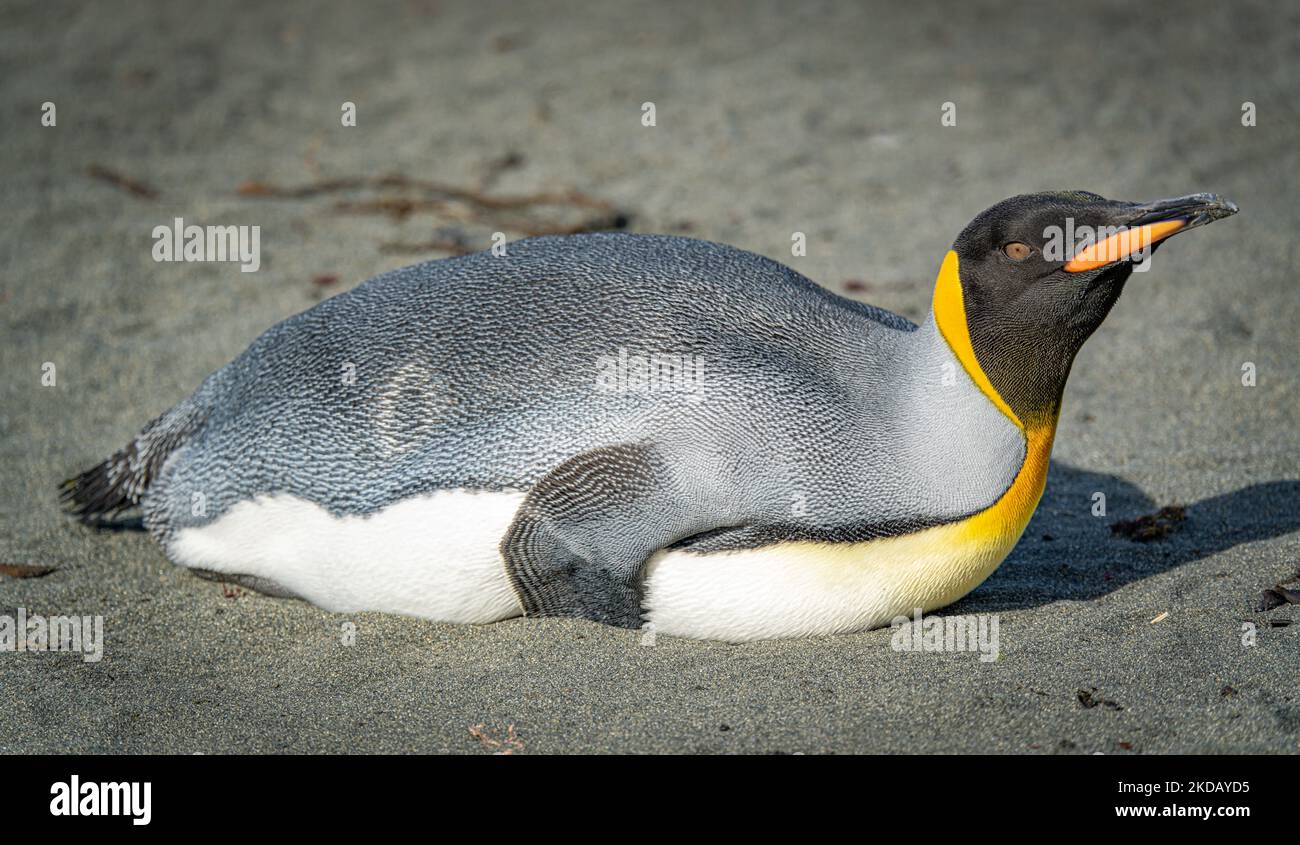 single king penguin (APTENODYTES PATAGONICUS) lies sleeping or resting on the beach of South Georgia Stock Photo