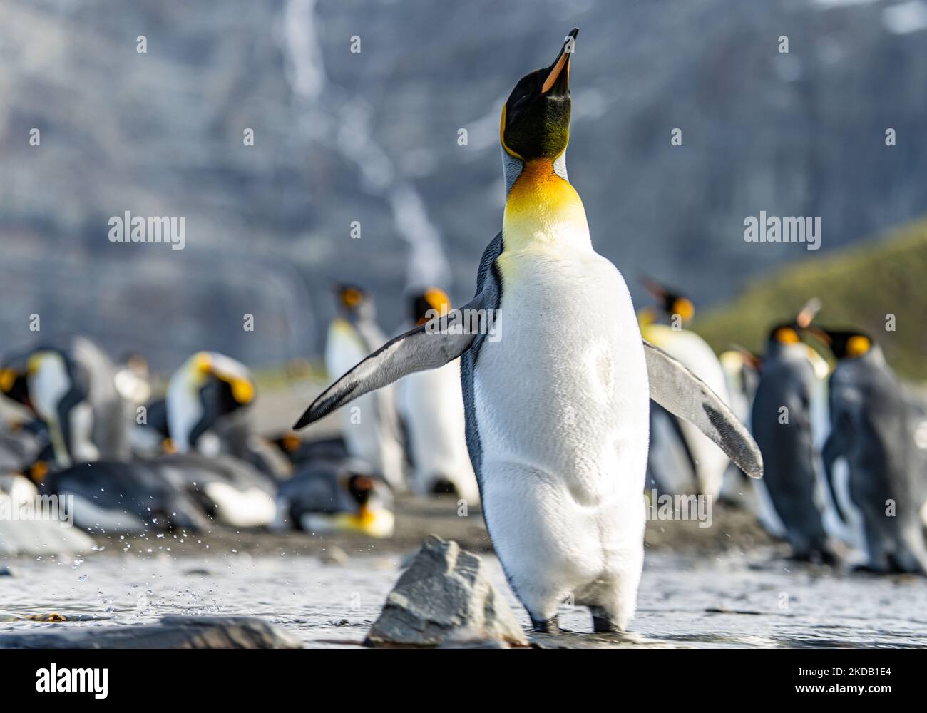 King Penguin Colony Gold Harbour - Scenic Bay on South Georgia Stock Photo