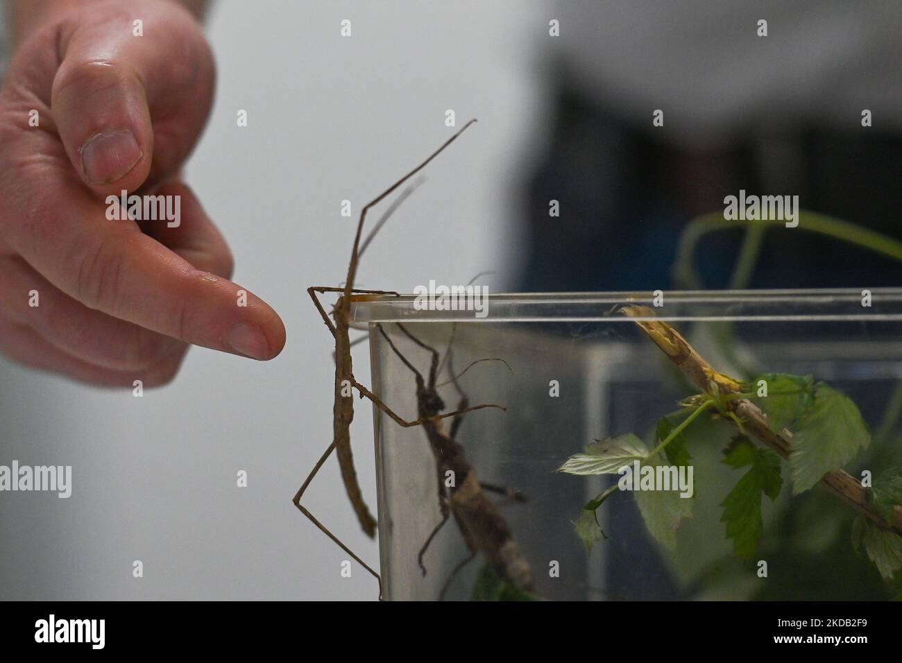 Guadeloupe stick insect hi-res stock photography and images - Alamy