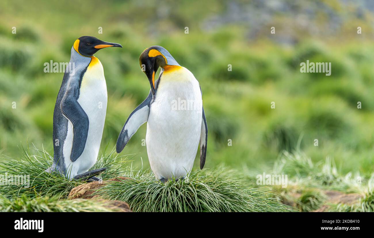 2 King Penguins South Georgia in front of green tussock grass Stock