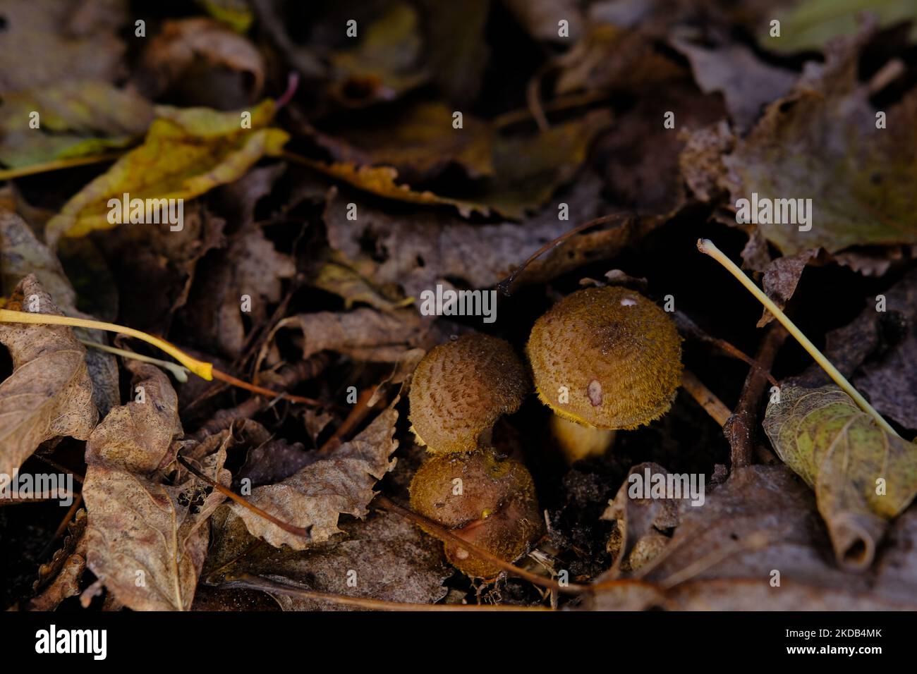 Edible forest mushroom Armillaria mellea commonly known as honey fungus. Mushroom picking. A basidiomycete fungus in the genus Armillaria sinapina clo Stock Photo