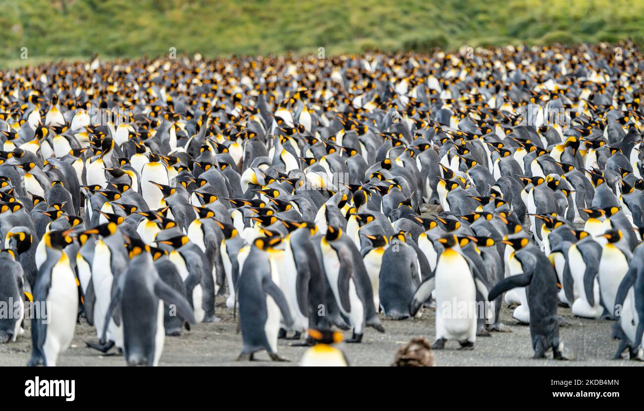 King Penguin Colony Gold Harbour - Thousands of king penguins, hundreds